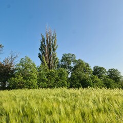 Obraz premium A grassy area with trees in the background