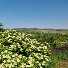 A field of flowers
