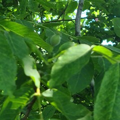 A close up of a leafy plant