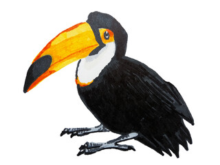 Tucan, tropical bird. Hand drawn realistic illustration, isolated.