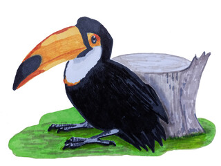 Tucan bird, sitting on a grass, with a wood stamp on a background. Hand drawn realistic illustration. © koshkamurka