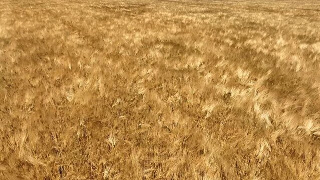 Wheat field caressed by the wind during a beautiful summer day with shadows of clouds drifting over the field.