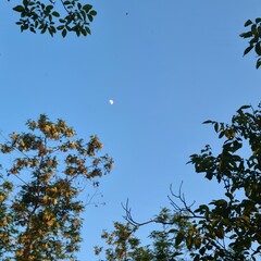 A blue sky with some trees
