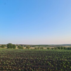 Fototapeta na wymiar A field with crops and blue sky