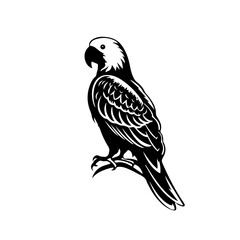 parrot silhouette illustration 