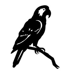 parrot silhouette illustration 