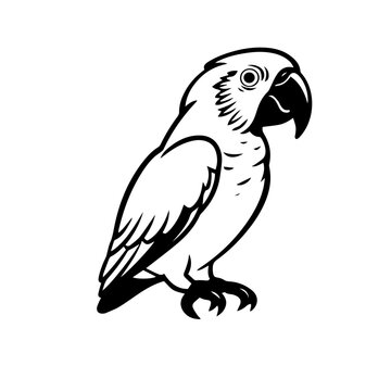 recommend clip art: parrot silhouette illustration 