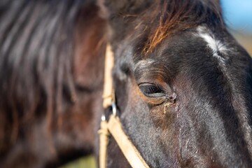 close up of a horse eye and eye lashes in a field