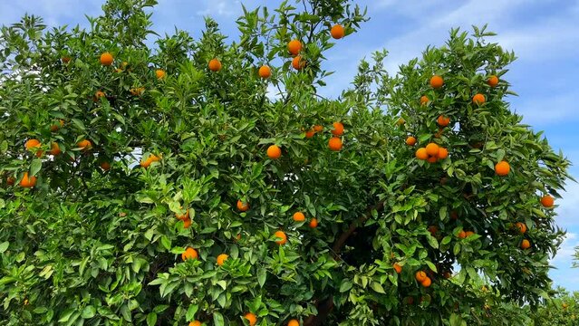 Orange mandarin tree. Orange fruit farm field. Vibrant orange citrus fruits in garden. Mandarin trees at farm plantation cultivated in Mediterranean. Harvest season in Spain. Citrus Tangerine plant.