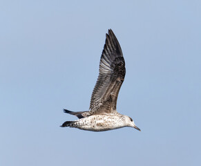 Fauna in the marshes of the Valencia lagoon, Spain
