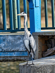 Fauna in the marshes of the Valencia lagoon, Spain