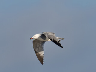 Fauna in the marshes of the Valencia lagoon, Spain