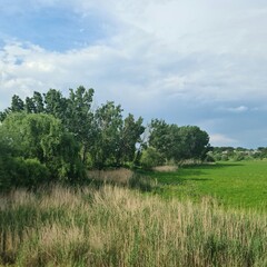 Fototapeta na wymiar A grassy field with trees in the background
