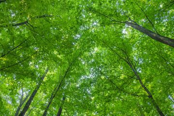 Sunlight in the green forest, spring time