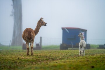 herd of alpaca, alpacas grazing in a field. white llama in a meadow in australia