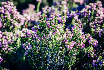 Blooming heather flowers