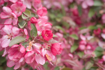 close up of pink flowers