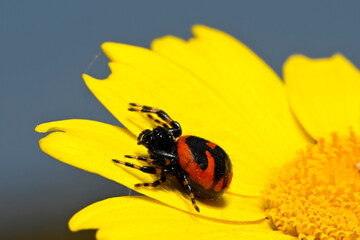 Napoleon spider // Südliche Glanz-Krabbenspinne (Synema globosum) - Pinios Delta, Greece