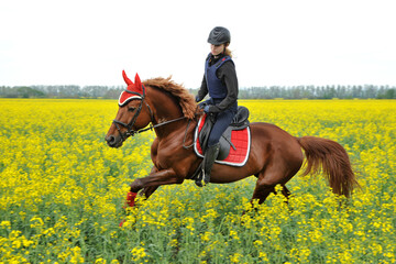 Purebred horse with rider on a rapeseed field outdoors in rural scene