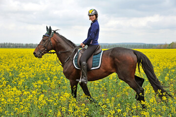 Purebred horse with rider on a rapeseed field outdoors in rural scene