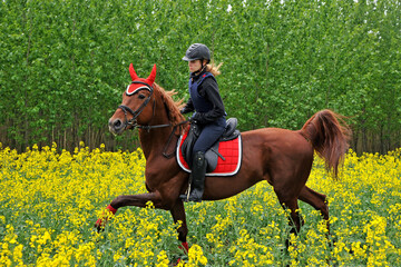 Purebred horse with rider on a rapeseed field outdoors in rural scene