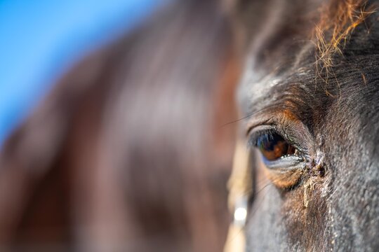 Brumby Bilder Durchsuchen 1,044 Archivfotos, und