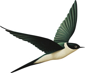 Swallow isolated on transparent background, old-style illustration with grain