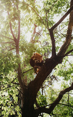 Red Panda in a tree
