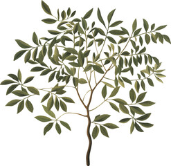 Decorative tree branch isolated on transparent background, old botanical illustration