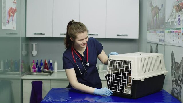 A veterinarian opens a large cage with a cat for examination. Careful attitude to each patient in the veterinary clinic. High quality 4k footage