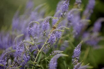Veronica Longifolia. Close up of garden speedwell flowers in bloom. Beautiful blue purple flower. Garden speedwell or longleaf speedwell. The bright blossoms of Speedwell on a background of leaves