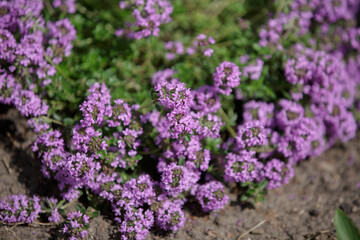 Thymus . Flowering thyme. Close-up of pink wild thyme flowers. Garden thyme with pink flowers is a groundcover plant for rock gardens