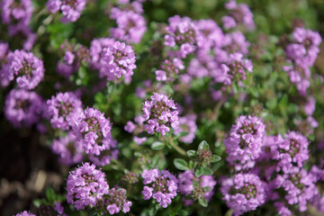 Blooming thyme. Thymus serpyllum blooms  in the garden. Close-up of pink flowers of wild thyme. Garden thyme with  pink flowers ground cover plant for rock garden