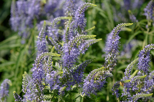 Veronica Longifolia. Garden speedwell or longleaf speedwell. Close up of garden speedwell flowers in bloom. Beautiful blue purple flower.  The bright blossoms of blue Speedwell. Selective focus