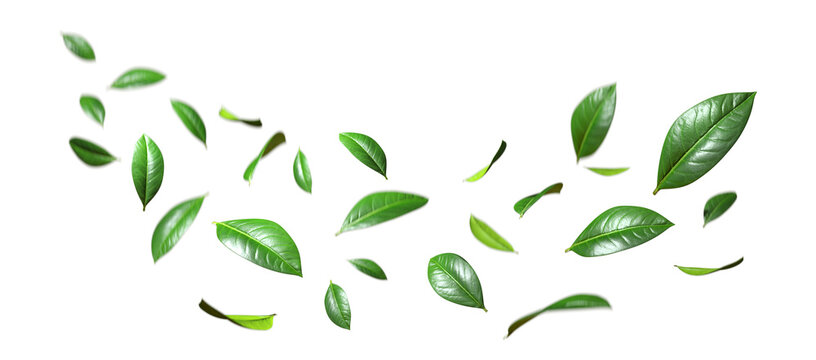 Realistic green leaves movement flying isolate on transparent backgrounds 3d rendering png
