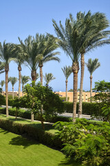 Fototapeta premium Scenic view with palm trees and buildings in Arabic style. Egypt, travel, holidays, vacation. Copy space.
