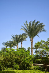 Fototapeta na wymiar Scenic view with palm trees. Egypt, travel, holidays, vacation. Copy space.
