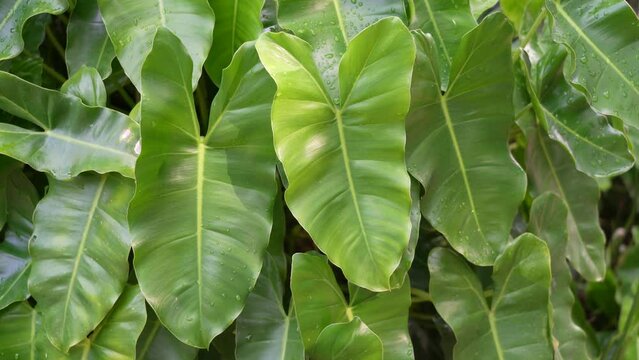 Green leaf plant.