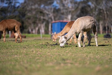 herd of alpaca, alpacas grazing in a field. white llama in a meadow in australia