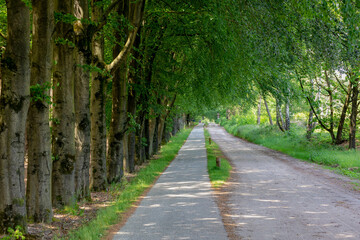 Naklejka premium Countryside road with the trees on the side in spring, The Pieterpad is a long distance walking route in the Netherlands, The trail runs from northern part of Groningen to end just south of Maastricht