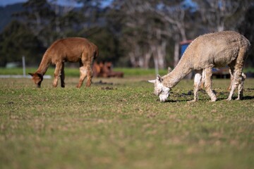 Naklejka na ściany i meble herd of alpaca, alpacas grazing in a field. white llama in a meadow in australia