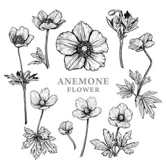 Set of hand drawn Anemone flowers or windflower. Vector illustration of plant elements for floral design. Black and white sketch isolated on a white background. Beautiful bouquet of Anemone sylvestris - 618170479