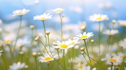 Fototapeta na wymiar Serenity in Bloom: A Meadow Filled with Daisies and Chamomiles - Generative AI