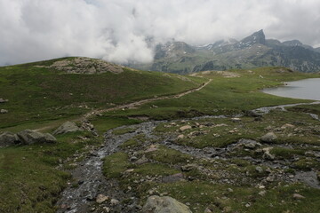Natural variety found in Pyrénées, France. All the diversity of plant strata observed as you...