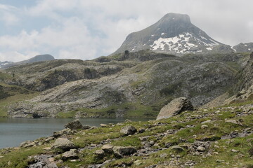 Natural variety found in Pyrénées, France. All the diversity of plant strata observed as you...