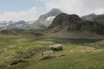 Natural variety found in Pyrénées, France. All the diversity of plant strata observed as you...