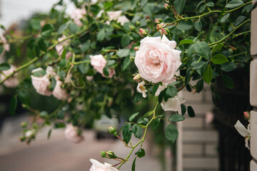Close-up, climbing rose on a fence on the city wall, floral background.