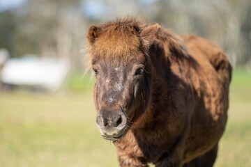 Naklejka na ściany i meble brown pony and miniature horse close up in a field in australia
