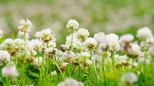 White clover flower field closeup timelapse. bees are collecting honey from flowers