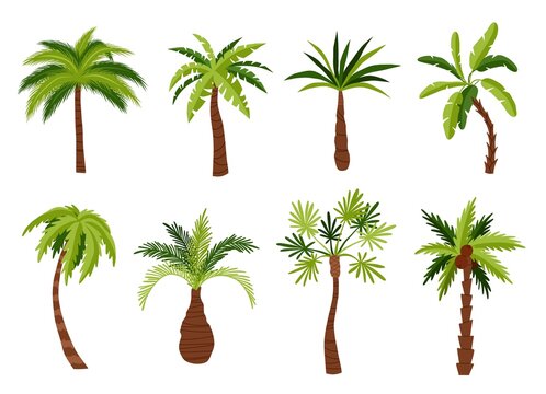 Cartoon palm trees types. Tropical exotic plants, green broad and narrow leaves, different trunks shapes, coconut and banana, vector set